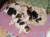 beagle-pups