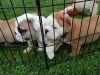 Bred-for-quality-and-conformity-English-bulldog-puppies