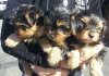 Irresistibly-Adorable-Teacup-Yorkshire-Terrier-Puppies