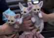 SWeet-and-Adorable-Fennec-Fox-For-Adoption-