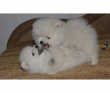 pomeranian-puppies-for-Rehoming