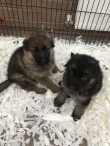 Rehoming-my-sweet-German-Shepard-puppy