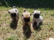 pug-puppies-for-sale