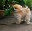 Pomeranian-puppies-available-for-Rehoming