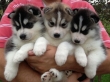 Siberian-Husky-puppies-ready-for-new-homes-