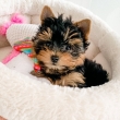 Teacup-Yorkie-Puppies-for-good-homes