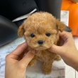 Micro-Toy-Poodle-Puppies-For-Sale