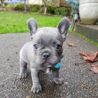 French-bulldog-puppies-available-for-rehoming